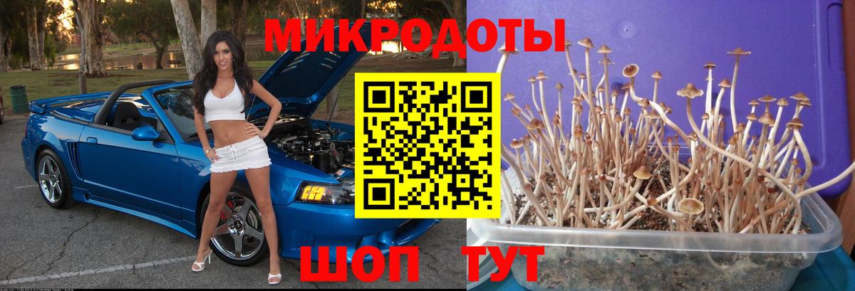 Псилоцибиновые грибы Cubensis Ртищево